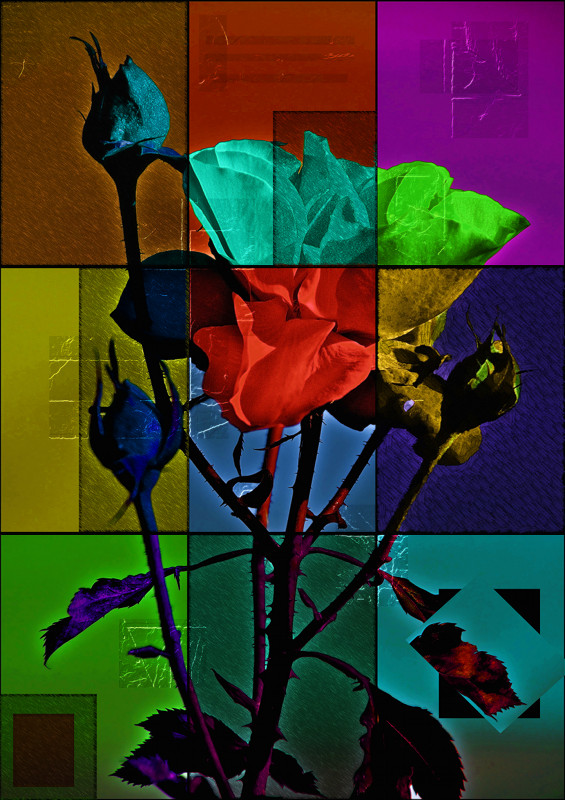 Roses PhotoArt by PLATUX